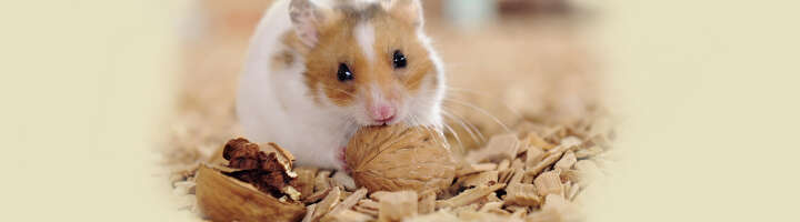 kleintiersnacks kategorieeinstiegsbanner kleintiersnacks kategorieeinstiegsbanner